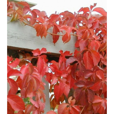 Виноград девичий Малиновое вино