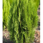 Туя Восточная Туя Восточная