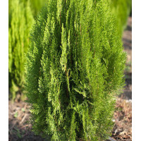 Туя Восточная