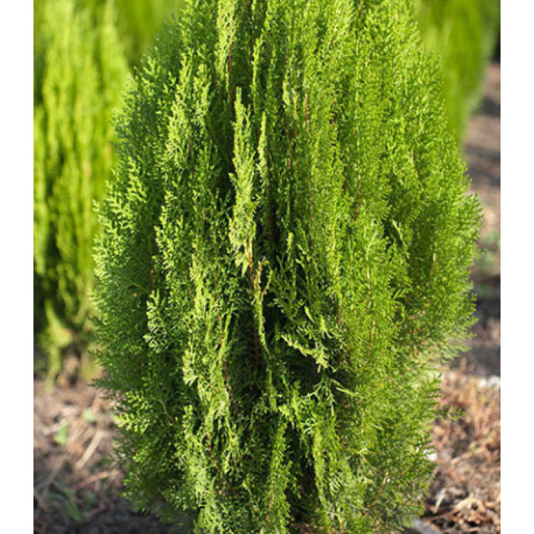 Туя Восточная Туя Восточная