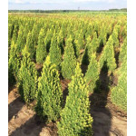 Ель Канадская Сизая Rainbow's End Ель Канадская Сизая Rainbow's End