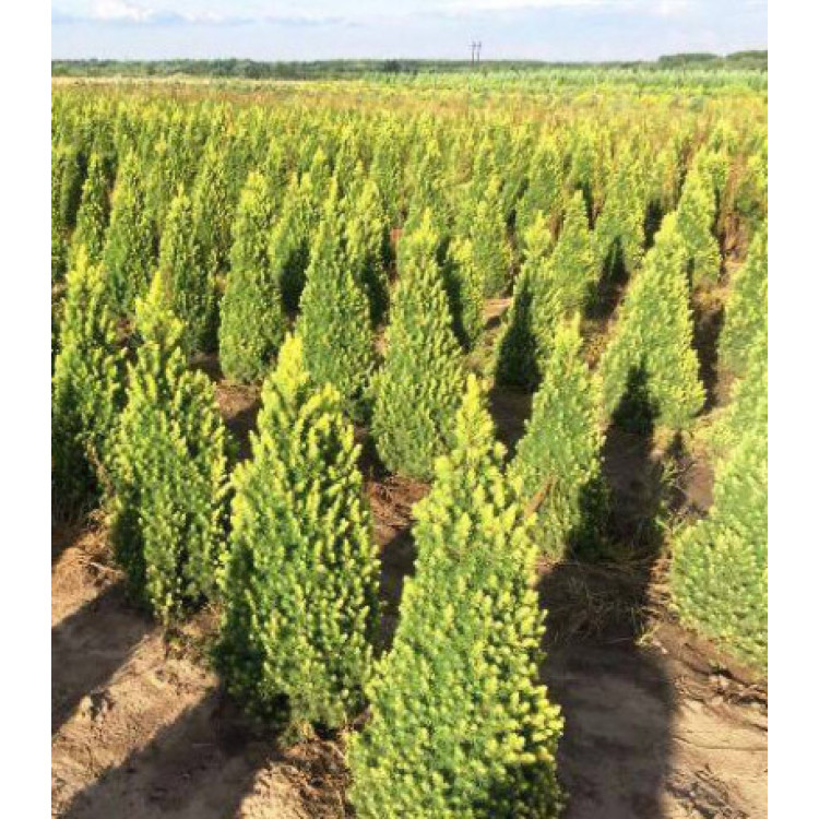 Ель Канадская Сизая Rainbow's End Ель Канадская Сизая Rainbow's End