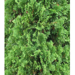 Туя Западная Degroots Spire Туя Западная Degroots Spire