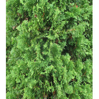 Туя Западная Degroots Spire