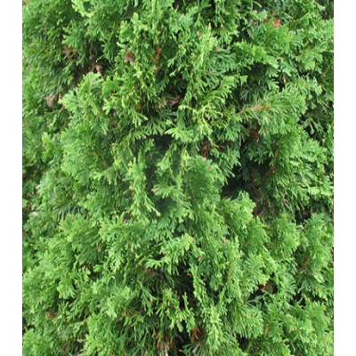 Туя Западная Degroots Spire