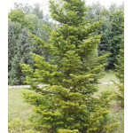 Пихта Белокорая Пихта Белокорая