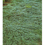 Можжевельник Горизонтальный Glauca Можжевельник Горизонтальный Glauca