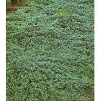 Можжевельник Горизонтальный Glauca