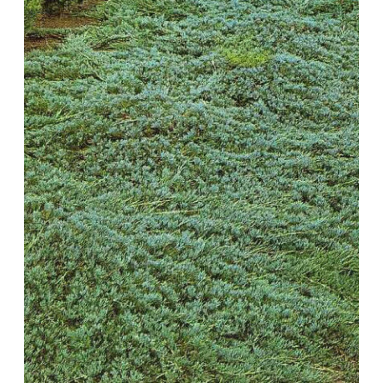 Можжевельник Горизонтальный Glauca Можжевельник Горизонтальный Glauca