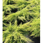 Можжевельник Средний Gold Star Можжевельник Средний Gold Star