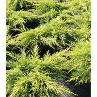 Можжевельник Средний Gold Star