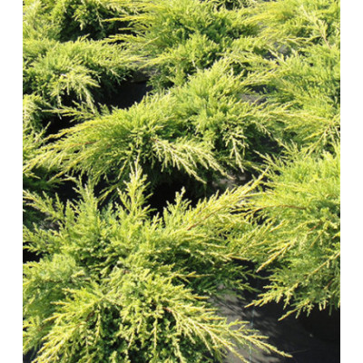 Можжевельник Средний Gold Star