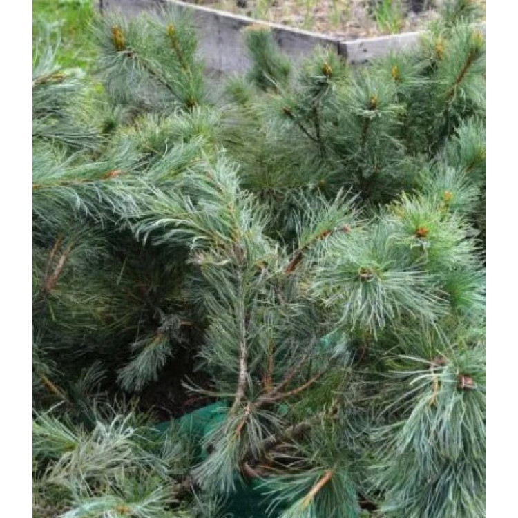 Кедровый Стланик Кедровый Стланик