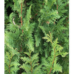 Туя Западная Spiralis Туя Западная Spiralis