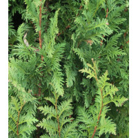 Туя Западная Spiralis