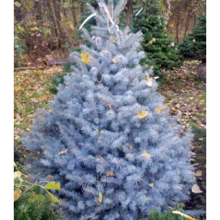 Ель Голубая Колючая Edith Ель Голубая Колючая Edith