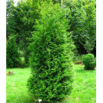 Туя Западная Brabant Туя Западная Brabant