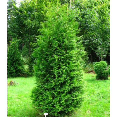 Туя Западная Brabant