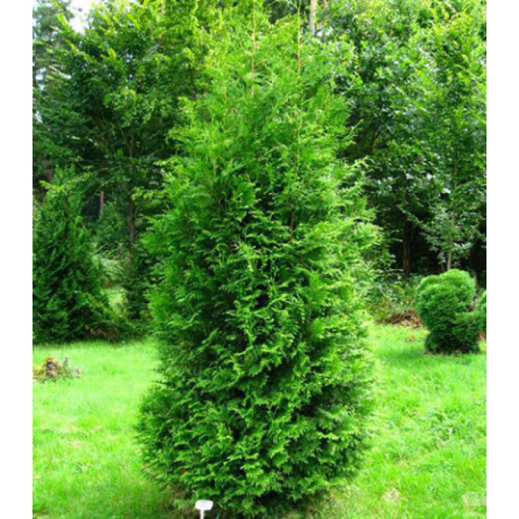 Туя Западная Brabant Туя Западная Brabant