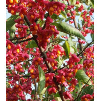 Бересклет Бунге