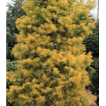 Пихта Одноцветная Winter Gold Пихта Одноцветная Winter Gold