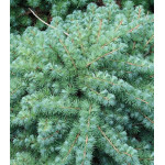 Лиственница Кэмпфера Blue Dwarf Лиственница Кэмпфера Blue Dwarf