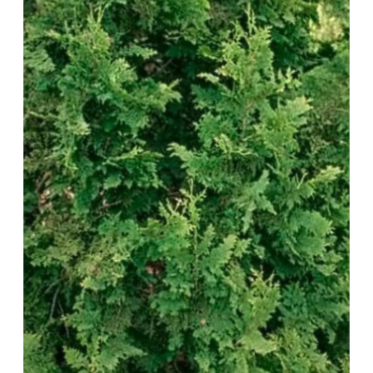 Туя Западная Cristata Туя Западная Cristata