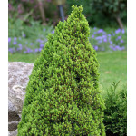 Ель Канадская Сизая Laurin Ель Канадская Сизая Laurin