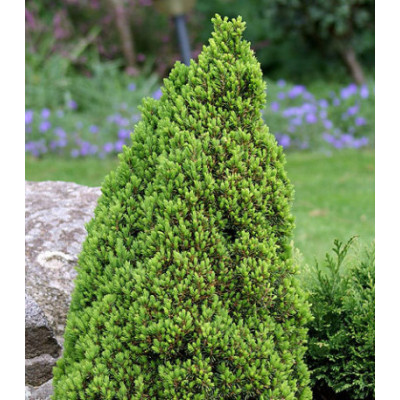 Ель Канадская Сизая Laurin