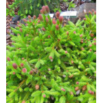 Ель Обыкновенная Европейская Pusch Ель Обыкновенная Европейская Pusch