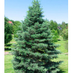 Пихта Одноцветная Ловиана Пихта Одноцветная Ловиана