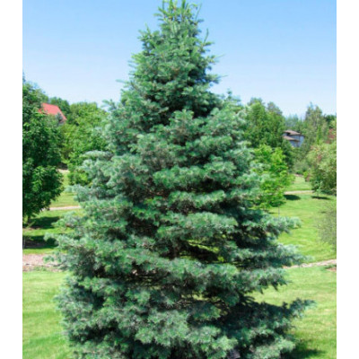 Пихта Одноцветная Ловиана