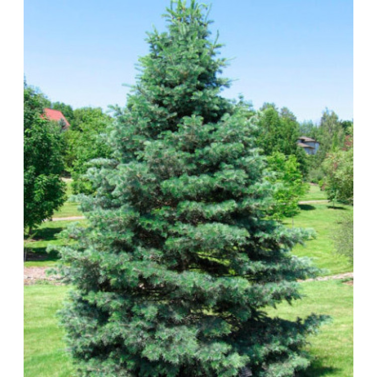 Пихта Одноцветная Ловиана Пихта Одноцветная Ловиана