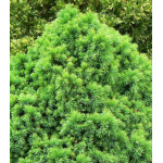 Ель Канадская Сизая Alberta Globe Ель Канадская Сизая Alberta Globe