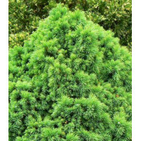 Ель Канадская Сизая Alberta Globe