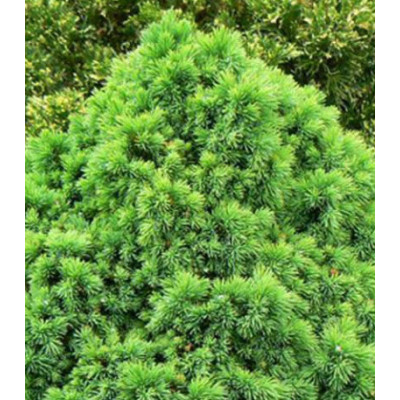 Ель Канадская Сизая Alberta Globe