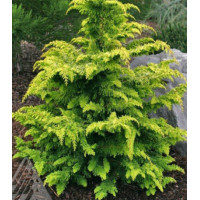 Кипарисовик Туполистный Karamachiba