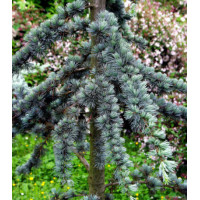 Кедр Атласский Glauca