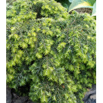 Тсуга Канадская Miinima