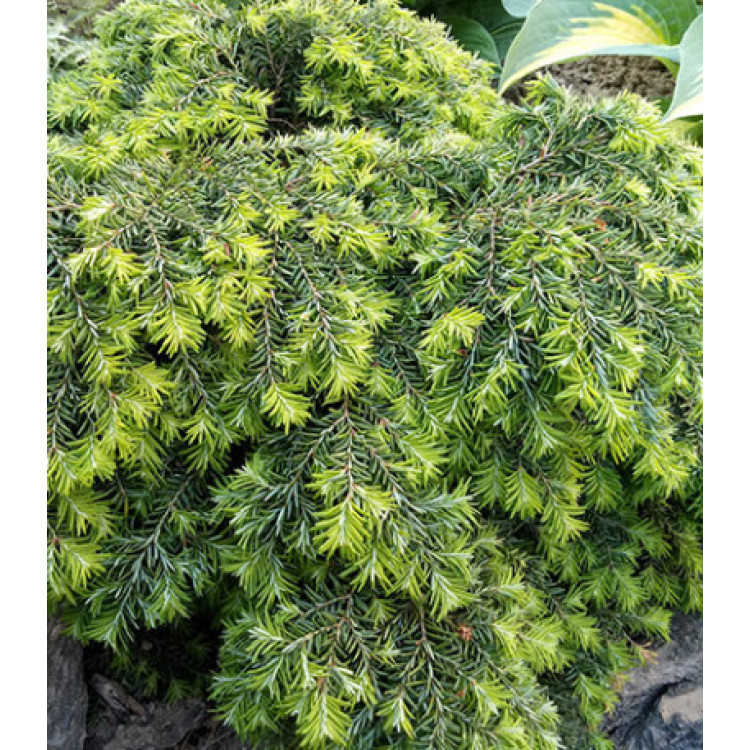 Тсуга Канадская Miinima
