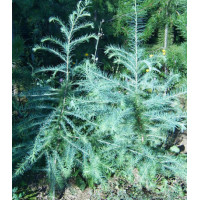 Лиственница Принца Рупрехта