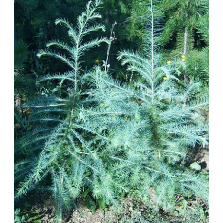 Лиственница Принца Рупрехта Лиственница Принца Рупрехта