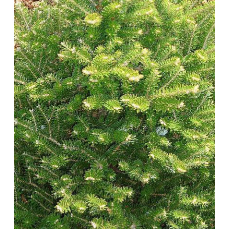 Пихта Корейская Molli Пихта Корейская Molli