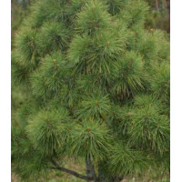 Кедр Сибирский