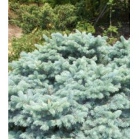 Ель Голубая Колючая Erich Flahm