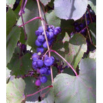 Виноград приречный Зеленая гора Виноград приречный Зеленая гора