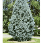 Кипарис Аризонский Кипарис Аризонский