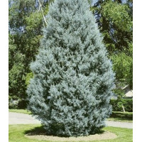 Кипарис Аризонский