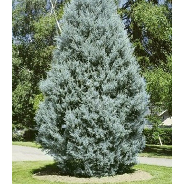 Кипарис Аризонский Кипарис Аризонский