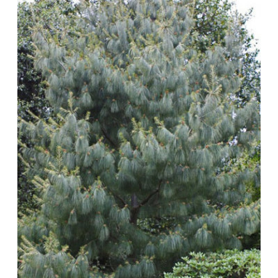 Сосна Арманда Белая Китайская